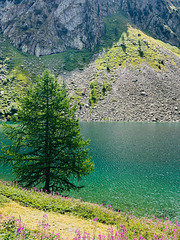 Il larice solitario.