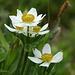 Narcissus-flowered Anemone