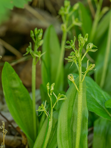 Liparis loeselii (Loesel's Twayblade orchid)