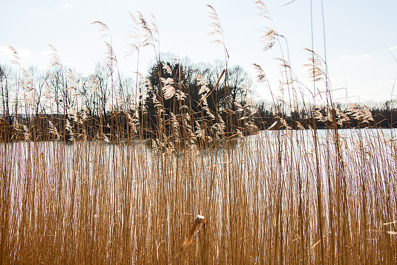 20150406 7566VRAw [D~SHG] Schilfrohr (Phragmites australis), Baggersee,  Rinteln