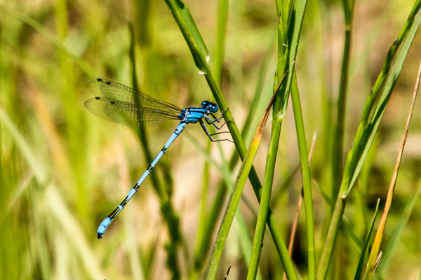 untitled - Common Bluet - DSA 0439