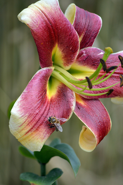 Orchidee erhält Besuch