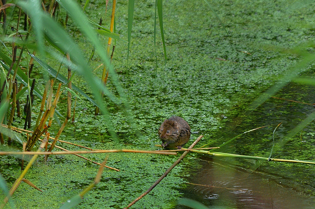 Water Vole   /   July 2018