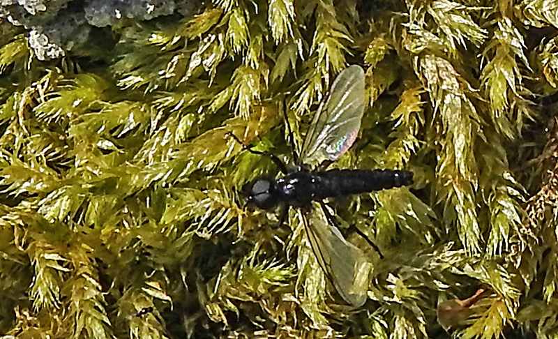 20200517 7398CPw [D~LIP] Kurzbüchsenmoos (Brachythecium rutabulum), Märzhaarmücke (Bibio marci), UWZ, Bad Salzuflen