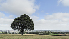 Lonely sycamore in September