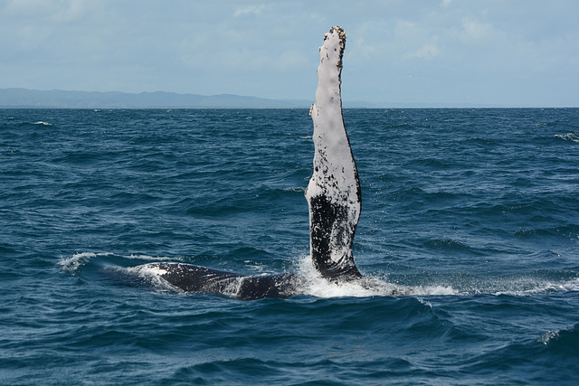 Dominican Republic, Long Pectoral Fin of the Humpback Whale