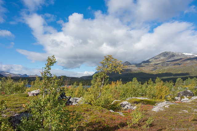 Herbst in Laponia (© Buelipix)