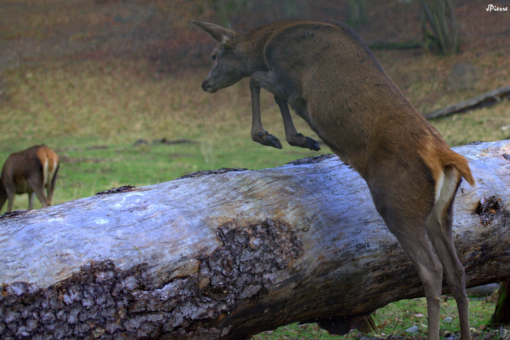 Un beau saut d'obstacle