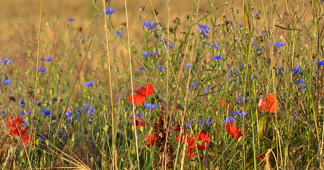 an old field bouquet