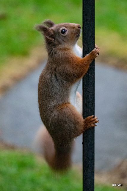 Red Squirrels