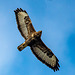 Buzzard