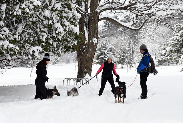 snow-day-dogs-DSC 0746