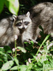 Two Raccoons