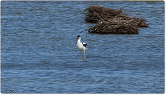 PARC du TEICH (33 Gironde)