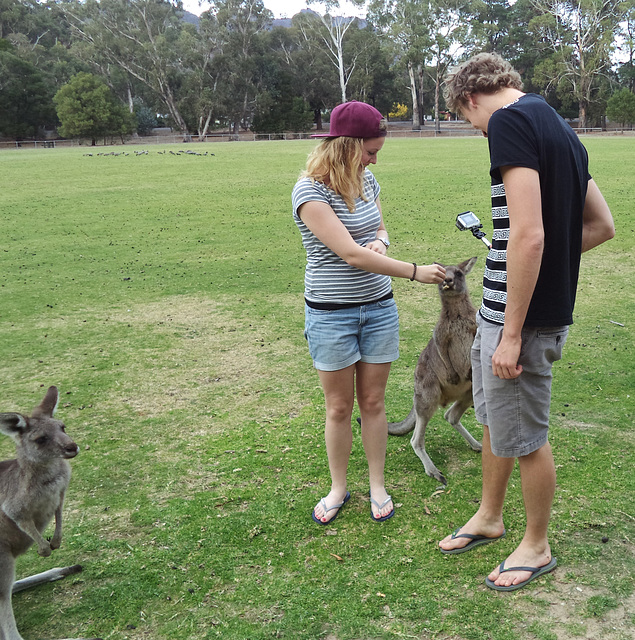 Halls Gap kangaroos