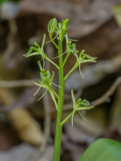 Liparis loeselii (Loesel's Twayblade orchid)