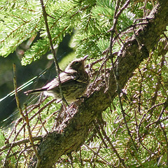 Little mystery bird - juvenile Yellow-rumped Warbler