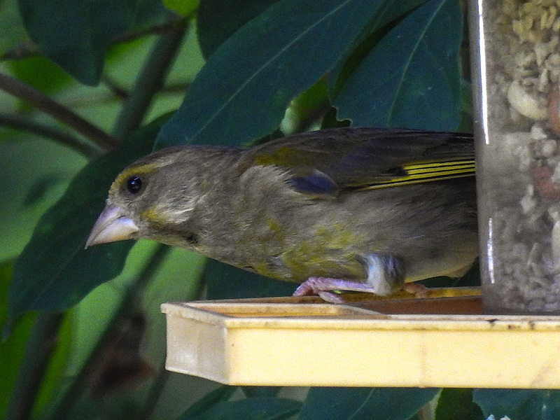 20170708 2456CPw [D~LIP] Grünfink (Carduelis chloris) [m], Bad Salzuflen