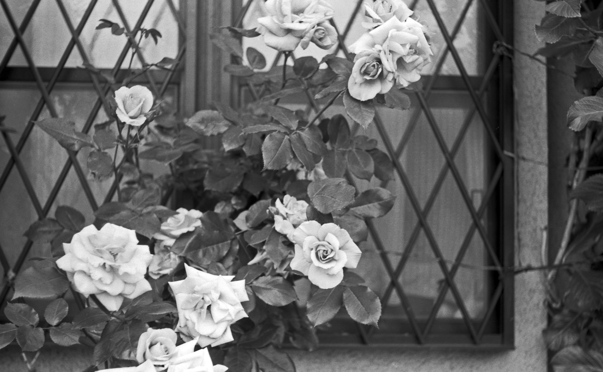 Roses on the windowpane