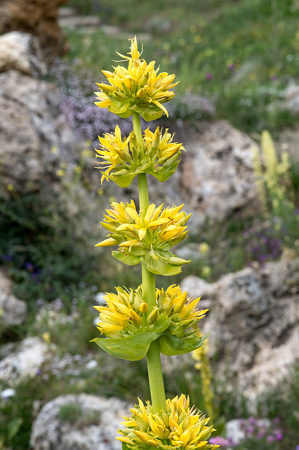 Gentiana lutea - Gelber Enzian