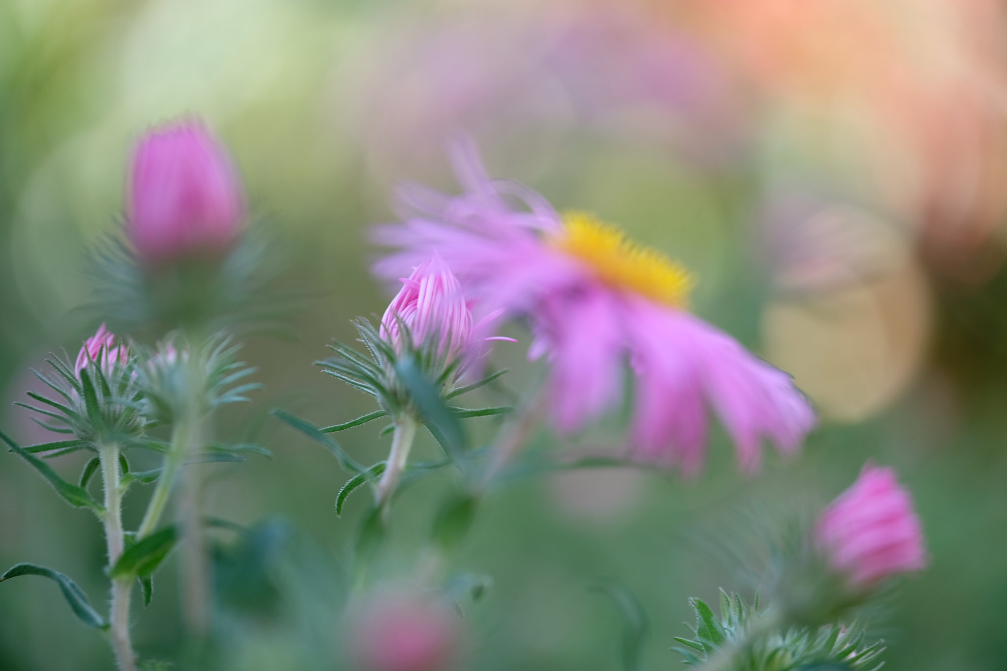 DSCF4956