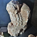 torre abbey, devon, c15 fragment of a lion from a civilian tomb