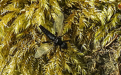 20200517 7399CPw [D~LIP] Insekt, Kurzbüchsenmoos (Barchythecium rutabulum), UWZ, Bad Salzuflen
