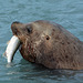 Alaska, Sea Lion with Prey