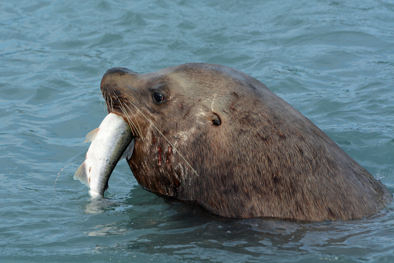 Alaska, Sea Lion with Prey