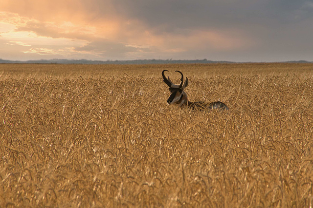 pronghorn before the harvest 2