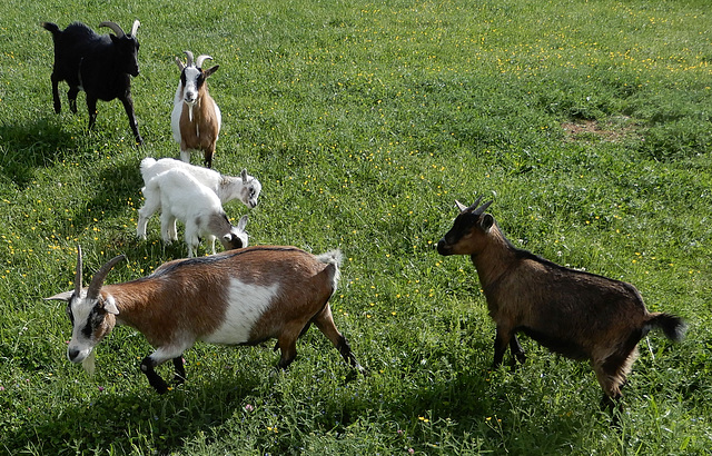 Bergziegen