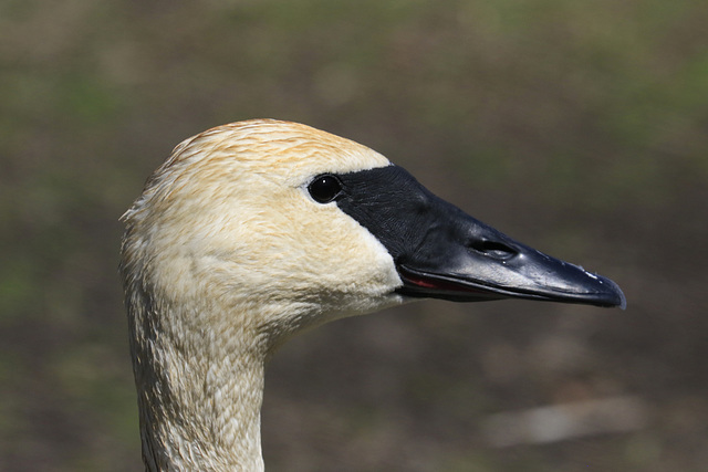 Trumpeter Swan