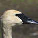 Trumpeter Swan