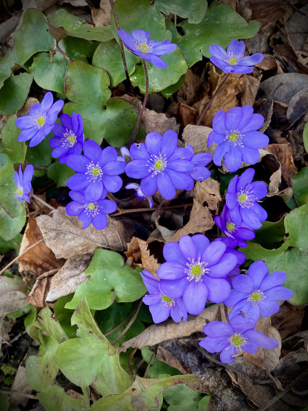 Zeit für FRÜHLING :-)