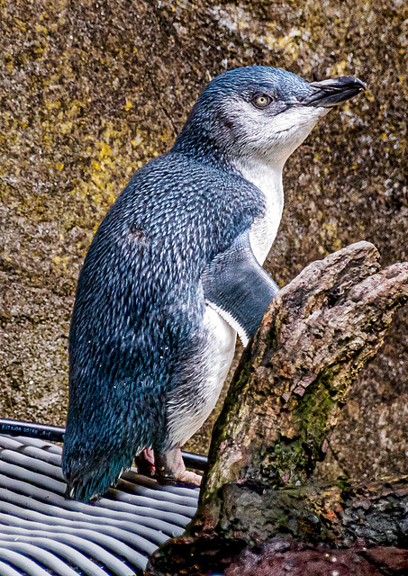 Auckland Zoo-21