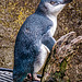 Auckland Zoo-21