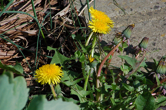 Dandelions