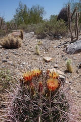 McDowell Sonoran Preserve Flowering Cactus