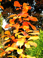 Kirschbäumchen im Herbstkleid. ©UdoSm