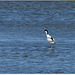 PARC du TEICH (33 Gironde)