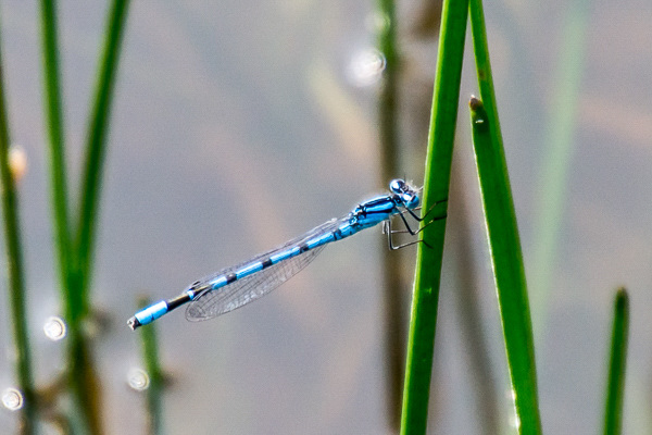 untitled - Common Bluet - DSA 0527