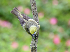 Palm Tanager / Thraupis palmarum, Asa Wright Nature Centre, Trinidad