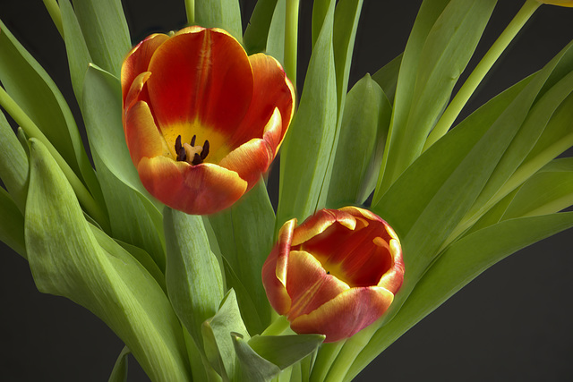 Tulipes des Pays Bas