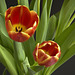 Tulipes des Pays Bas