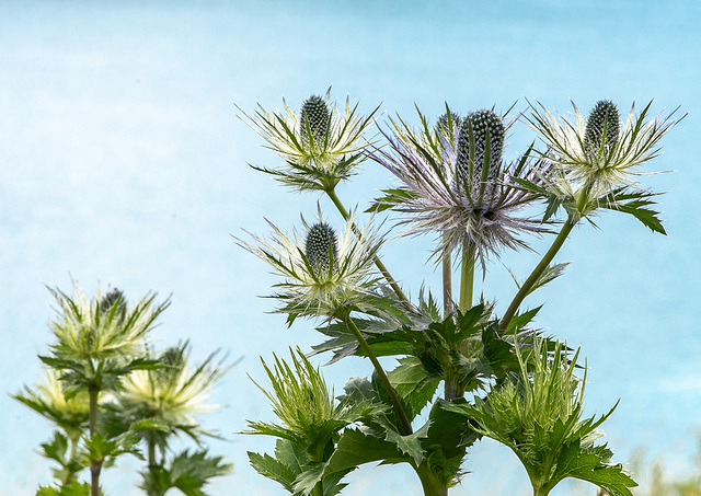 Eryngium alpinum - Panicaut des Alpes, Eringio delle Alpi, Alpen-Mannstreu