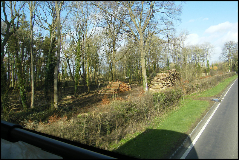 logging near Buckland