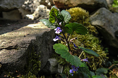 20200517 7401CPw [D~LIP] Gundermann (Glechoma hederacea), UWZ, Bad Salzuflen