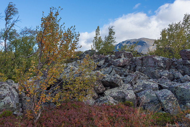 am nördlichen Ende des Stora Lulevatten (© Buelipix)