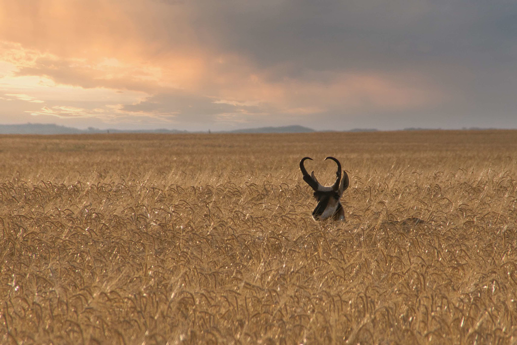 pop-up pronghorn