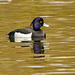 Tufted duck